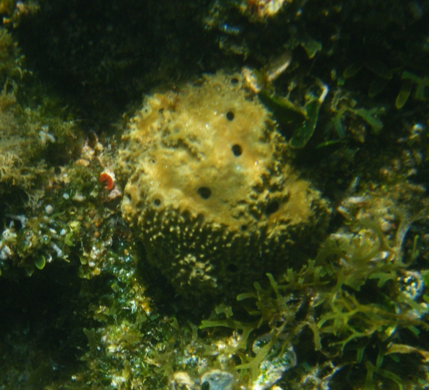 Ircinia variabilis